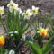 nárcisz és tulipán