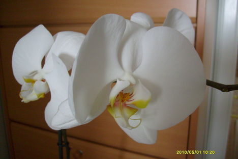 orchidea 2