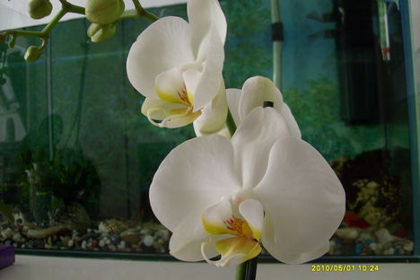 orchidea 3