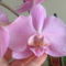 orchideák 138