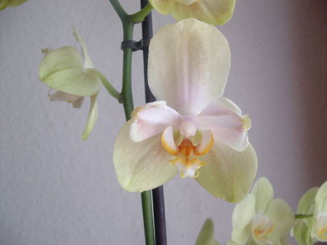 orchideák 139