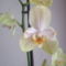 orchideák 139