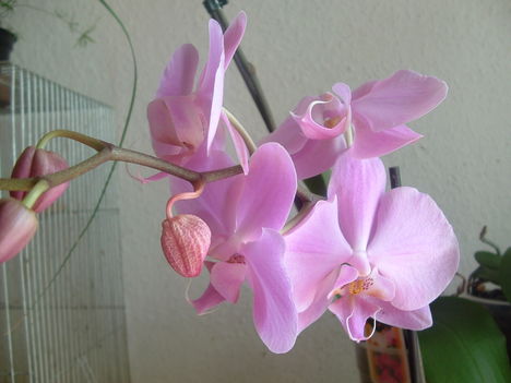 orchideák 140