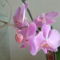 orchideák 140