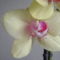 orchideák 144