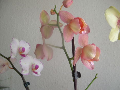 orchideák 146