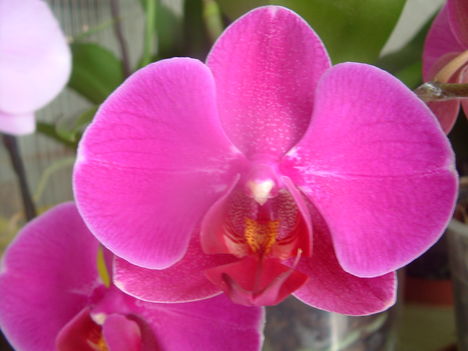 orchideák 147