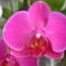orchideák 147