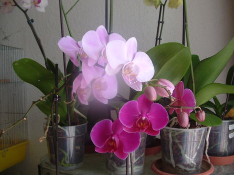 orchideák 148