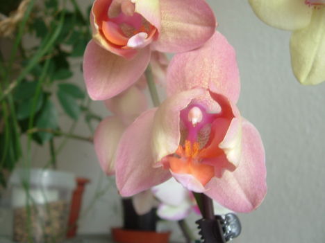 orchideák 155