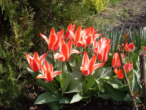 piros tulipán2