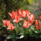 piros tulipán2