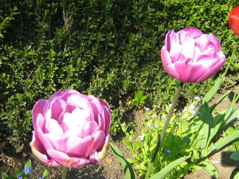 lila tulipan