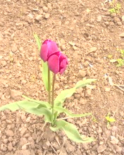 P13-04-10_10.55[1]