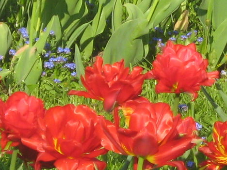 piros tulipan