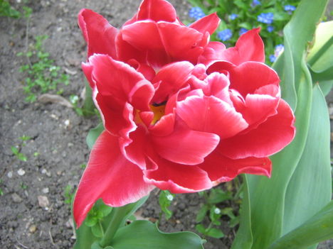piros tulipan