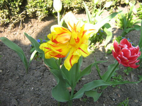 sarga tulipan