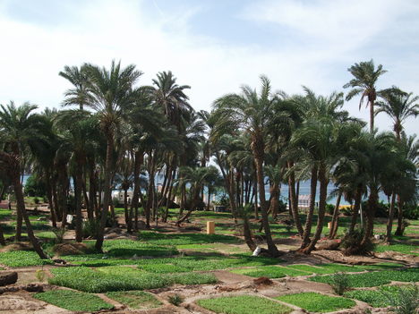 Aqaba 6