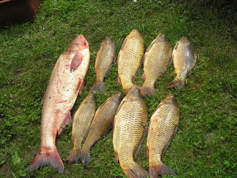 Busa-Ponty 