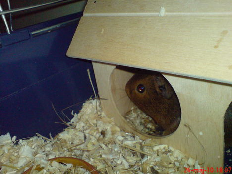 cuki malac