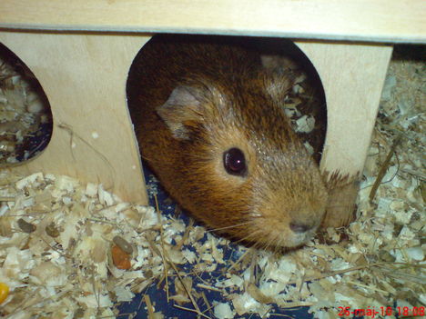 közeli