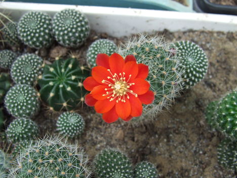 Rebutia