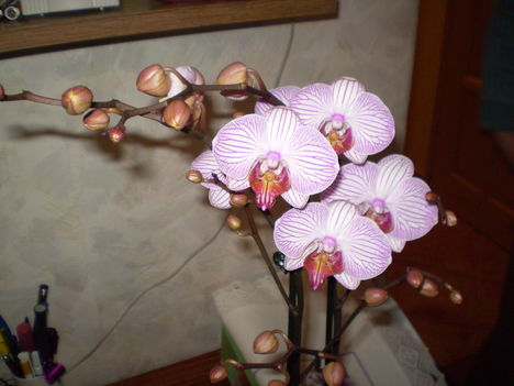 50. szülinapra orhidea 