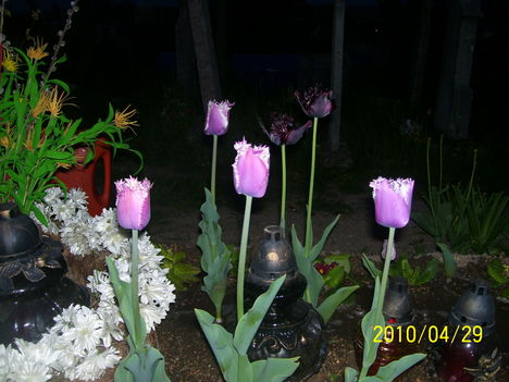 lila cirmos és a fekete tulipán