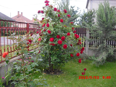 Futó rózsa 2