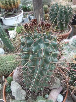 Ancistrocactus uncinatus 1