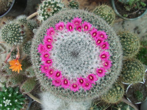 Mammillaria