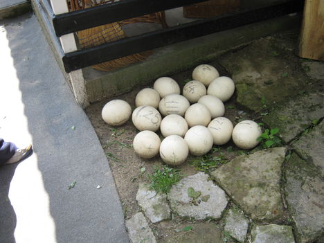 Tavasszal is struccolunk 3