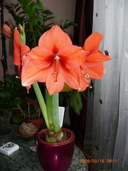 Amaryllis