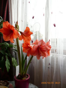 Amaryllis megint :-)