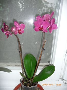 Bordó lepke