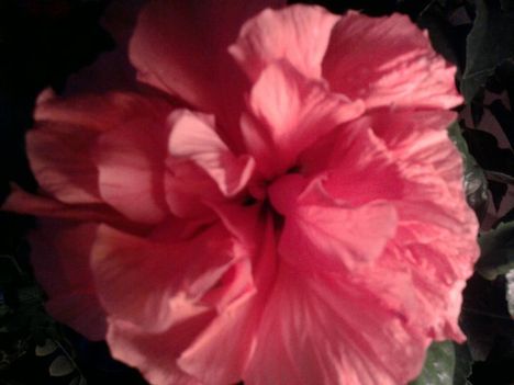 Hibiscus