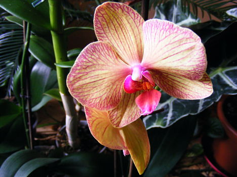 Lepke orchidea ujra nyillik