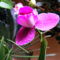 Lepke orchidea ujra nyillik