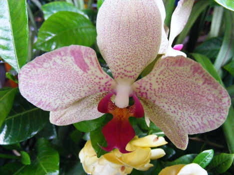 Lepke Orchidea ujra nyillik1