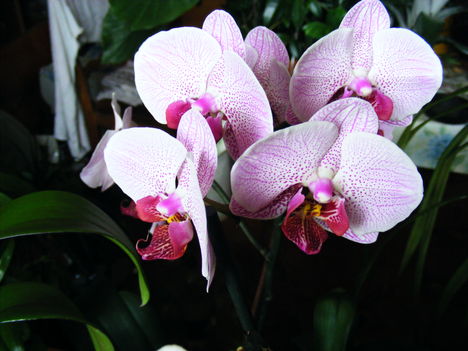 Lepke Orchidea ujra nyillik