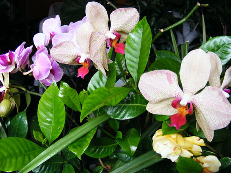 Lepke Orchideák