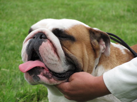 Angol bulldog