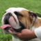 Angol bulldog