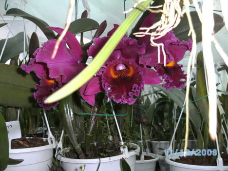 BILD0001 cattleya