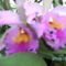 BILD0017 cattleya.