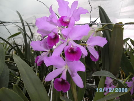 BILD0039 cattleya