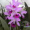 BILD0039 cattleya