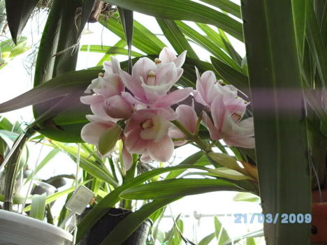 BILD0166 cymbidium