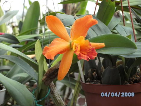 BILD0173 cattleya.