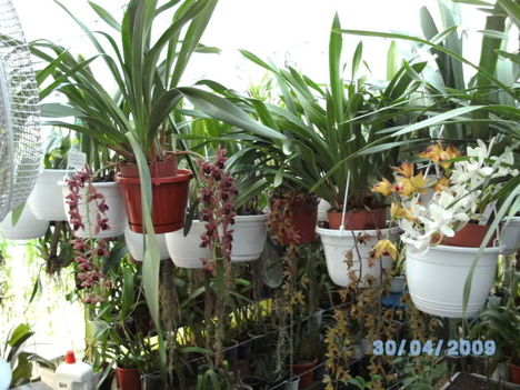 BILD0195 orchideák.